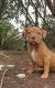 American Bully Puppies for sale in Austin, TX 78701, USA. price: $1,100