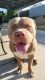 American Bully Puppies for sale in San Diego, CA, USA. price: NA