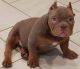 American Bully Puppies for sale in Ocala, FL, USA. price: NA