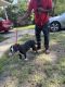 American Bully Puppies for sale in Fayetteville, NC, USA. price: $700