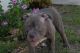 American Bully Puppies for sale in Lakeland, FL, USA. price: $1,800