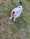 American Bully Puppies for sale in Lady Lake, FL, USA. price: $3,000