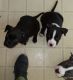 American Bully Puppies for sale in Des Moines, IA, USA. price: $250
