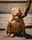American Bully Puppies for sale in Orlando, FL, USA. price: $750