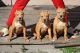 American Bully Puppies for sale in Orlando, FL, USA. price: $2,000