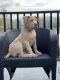 American Bully Puppies for sale in Langley, BC, Canada. price: $4,000