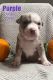 American Bully Puppies for sale in Bunker Hill, WV 25413, USA. price: $2,000