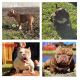 American Bully Puppies for sale in Union Park, FL 32817, USA. price: NA