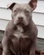 American Bully Puppies for sale in Fairmont, WV 26554, USA. price: NA