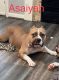 American Bully Puppies for sale in Houston, TX, USA. price: NA