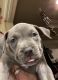 American Bully Puppies for sale in Hallsville, TX 75650, USA. price: NA