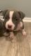 American Bully Puppies for sale in Lancaster, CA, USA. price: NA