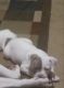 American Bully Puppies for sale in Orange, TX, USA. price: $200