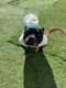 American Bully Puppies for sale in Riverside County, CA, USA. price: NA