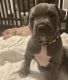 American Bully Puppies for sale in Innisfil, ON, Canada. price: NA