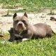 American Bully Puppies for sale in Cypress, TX 77429, USA. price: NA