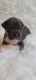 American Bully Puppies for sale in Victorville, CA 92395, USA. price: NA