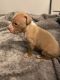 American Bully Puppies for sale in Lakeland, FL, USA. price: $550