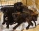 American Bully Puppies for sale in Sault Ste. Marie, ON P6B 5T3, Canada. price: NA