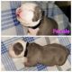 American Bully Puppies for sale in Homestead, FL, USA. price: NA