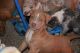American Bully Puppies for sale in Saxonburg, PA 16056, USA. price: NA