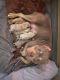 American Bully Puppies for sale in Corning, AR 72422, USA. price: NA