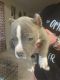 American Bully Puppies for sale in Luling, TX 78648, USA. price: NA