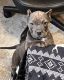 American Bully Puppies for sale in Indianapolis, IN, USA. price: NA
