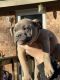 American Bully Puppies for sale in Sumter, SC, USA. price: NA