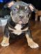 American Bully Puppies for sale in Daingerfield, TX 75638, USA. price: NA