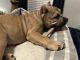 American Bully Puppies for sale in Springfield, IL, USA. price: $4,500