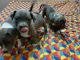 American Bully Puppies for sale in 1st Block Koramangala, HSR Layout 5th Sector, Bengaluru, Karnataka, India. price: 70000 INR