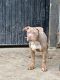 American Bully Puppies for sale in Surrey, BC, Canada. price: $3,000