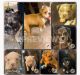 American Bully Puppies for sale in Houston, TX 77063, USA. price: NA