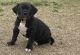 American Bully Puppies for sale in Austin, TX, USA. price: NA