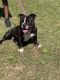 American Bully Puppies for sale in Birmingham, AL, USA. price: $1,500