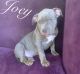American Bully Puppies for sale in Airdrie, AB, Canada. price: $1,800