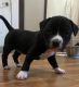 American Bully Puppies for sale in St. Catharines, ON, Canada. price: $800