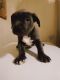 American Bully Puppies for sale in Des Moines, IA, USA. price: $500