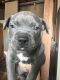 American Bully Puppies for sale in I-35, Des Moines, IA, USA. price: $800