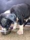 American Bully Puppies for sale in Fayetteville, NC 28311, USA. price: $800