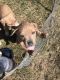 American Bully Puppies for sale in Cameron, MO 64429, USA. price: $150