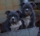 American Bully Puppies for sale in Romney, WV 26757, USA. price: $1,200