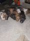 American Bully Puppies for sale in Houston, TX 77032, USA. price: $150