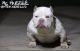 American Bully Puppies for sale in Los Angeles, CA, USA. price: $2,000