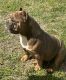 American Bully Puppies for sale in Grand Ridge, FL 32442, USA. price: NA