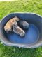 American Bully Puppies for sale in Del Valle, TX, USA. price: $2,000