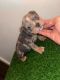 American Bully Puppies for sale in Houston, TX 77066, USA. price: $3,000