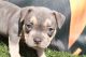 American Bully Puppies for sale in Los Angeles, CA 90058, USA. price: $3,500