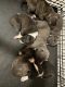 American Bully Puppies for sale in Spanish Lake, MO, USA. price: NA